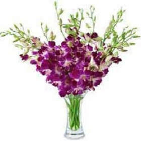 12 Purple Orchids in vase