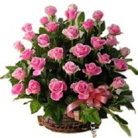 20 Beautiful Pink Rose i...