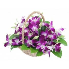 12 Purple Orchids in Bas...